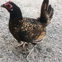 جوجه مرغ خروس سیبرایت زینتی|حیوانات مزرعه|کرمانشاه, |دیوار