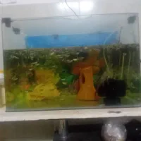 ماهی آکواریوم گوپی سالم سرحال