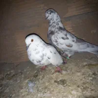 کبوتر پرشی|پرنده|پاکدشت, پاکدشت (مامازند)|دیوار