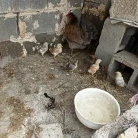 مرغ با 10تا جوجه 25روزه