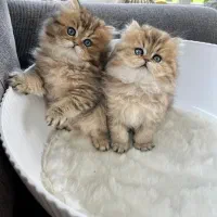 گربه های زیبا با والدین اصیل|گربه|تهران, آشتیانی|دیوار