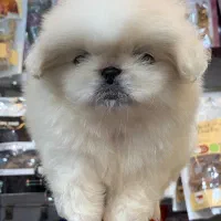 پکنیز اشرافی|سگ|رشت, لاکانی|دیوار