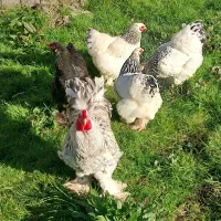 مرغ خروس برهاما سیلور