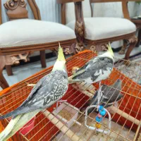 عروس هلندی6عددبادوتاقفس لوازم یکجا شهریاروائین