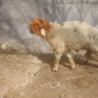 بره قوچی|حیوانات مزرعه|کوهرنگ, |دیوار