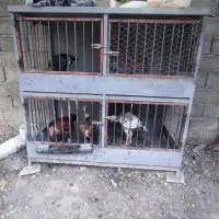 خروس،مرغ و جوجه لاری با قفس