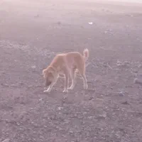 سگ رمگی بسیارهوشیار|سگ|بیرجند, |دیوار