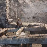 کبوتر خوش قیمت|پرنده|سبزوار, جهاد کشاورزی|دیوار
