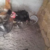 مرغ لاری و مرغ محلی تخم گزار|حیوانات مزرعه|رباط‌کریم, رباط‌کریم|دیوار