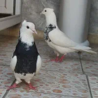 کبوتر|پرنده|امیدیه, |دیوار