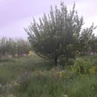 باغ یک هکتاری نزدیک به شهر|فروش زمین و ملک کلنگی|زنجان, |دیوار