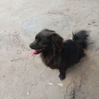 سگ پا کوتاه باهوش