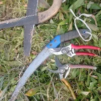 هرس کاران درختان