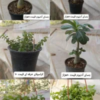 تخفیف گل طبیعی