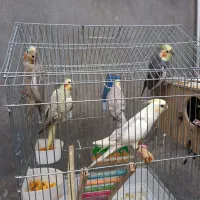 عروس هلندی|پرنده|صحنه, |دیوار