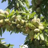 فروش زمین کشاورزی