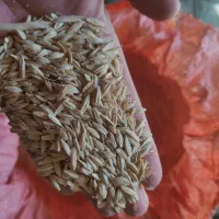 جوسهنددیم|گل و گیاه طبیعی|آبکوه, |دیوار