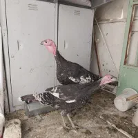 فروش ۱ جفت بوقلمون