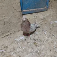 کفتر سرور|پرنده|کبودرآهنگ, |دیوار