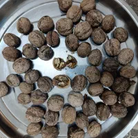 گردو درجه یک خوش طعم|خوردنی و آشامیدنی|نقده, |دیوار