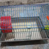 فروش فوری همستر|موش و خرگوش|دهدشت, |دیوار