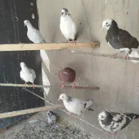 گرفتنی جوجه و کهنه8تا|پرنده|قم, دورشهر|دیوار