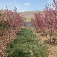 فروش باغ میوه و انگور