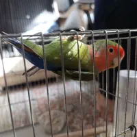 طوطی برزیلی|پرنده|لنجان, |دیوار