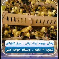 نماینده ورامین در گیلان جوجه گلپایگان،اردک پکنی|حیوانات مزرعه|رشت, گلباغ نماز|دیوار