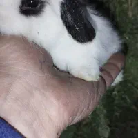 بچه خرگوش لپ هلندی|موش و خرگوش|پاوه, |دیوار