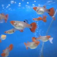 ماهی گوپی کوی توکسیدو