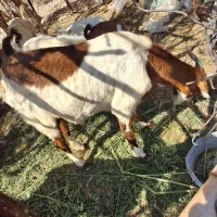 بز فروشی|حیوانات مزرعه|فاریاب, |دیوار