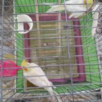 یک جفت عروس هلندی 9ماهه