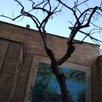 خدمات باغبانی طبیعت|خدمات باغبانی و درختکاری|قم, امامزاده ابراهیم|دیوار