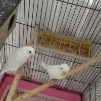 مرغ عشق|پرنده|مسجد سلیمان, |دیوار