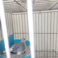 کبوتر خانگی تزئینی پرنده زینتی|پرنده|اصفهان, بهارستان|دیوار