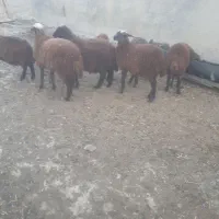 بره (نرو ماده )۷ رس|حیوانات مزرعه|عنبران, |دیوار