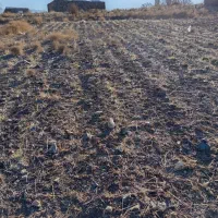 زمین ساردو سربیژن