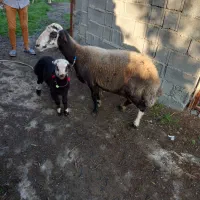 گوسفند خوش خوراک هیکلی درشت با بره شیرمست