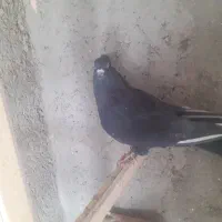 دم سیاه تهران|پرنده|قزوین, |دیوار