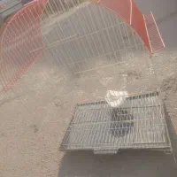 قفس|لوازم جانبی حیوانات|ارومیه, |دیوار