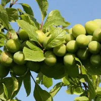 فروش نهال گوجه سبز شهریار