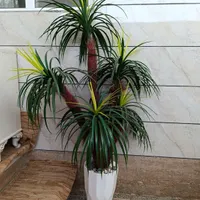 درخت نخل با گلدان سرامیکی