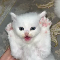 اسکاتیش میکس