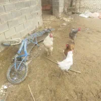 خروس محلی|حیوانات مزرعه|شیروان (خراسان), |دیوار