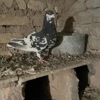 یک جفت ساده سیاه