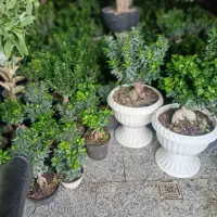 پخش عمده وتک فروشی گل های اپارتمانی به سراسر کشور|گل و گیاه طبیعی|پاکدشت, پاکدشت (مامازند)|دیوار