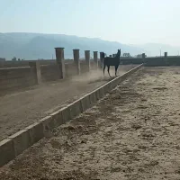 فروش اسب سر ودم گیر با اصالت شجره دار|اسب و تجهیزات اسبسواری|مرودشت, تخت جمشید|دیوار