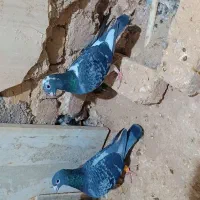 کفتر فروشی
