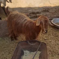 بز اوستن|حیوانات مزرعه|کرمان, |دیوار